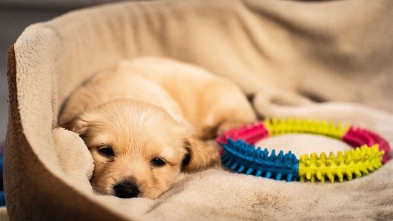 cachorro durmiendo con un juguete