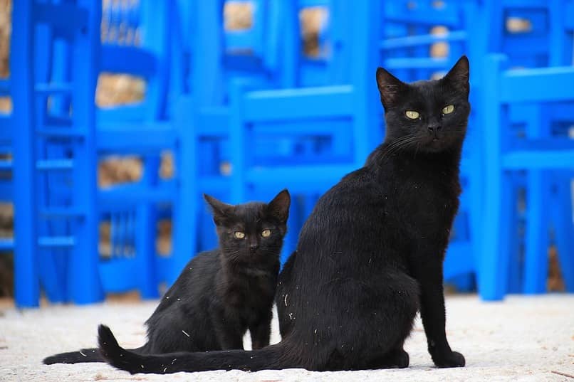 gatos negros