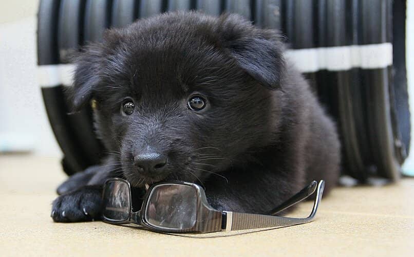 perrito cachorro jugando con gafas