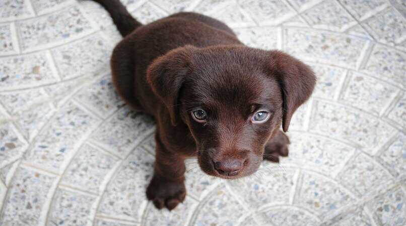 perrito marron ojos brillantes