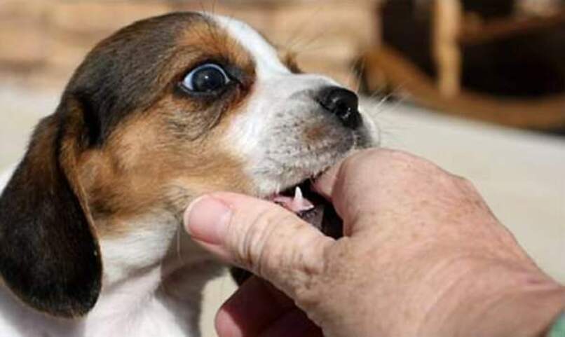 cachorro mordiendo mano