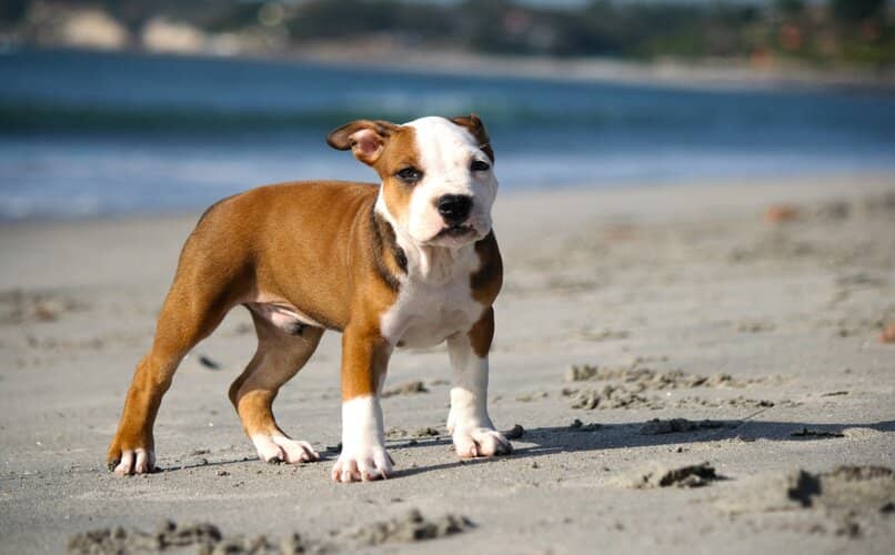 perro caminando sobre arena de playa