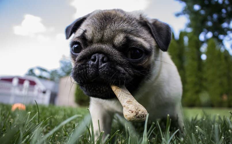 perro en el patio con snack en la boca