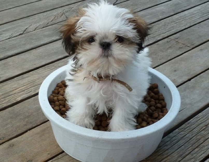 cachorro sobre taza de comida para perros