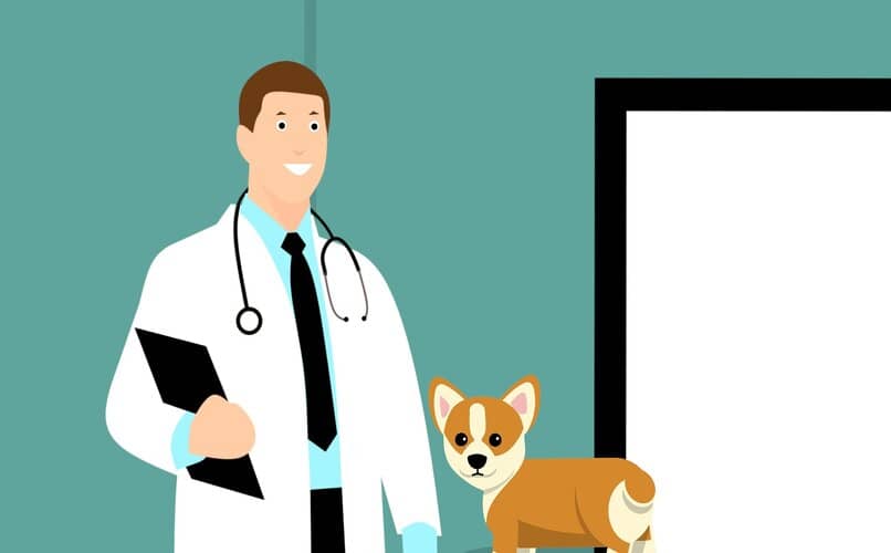 perro en veterinario