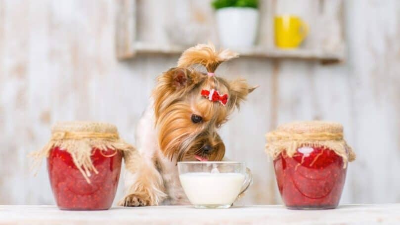 perros-probioticos-yogur
