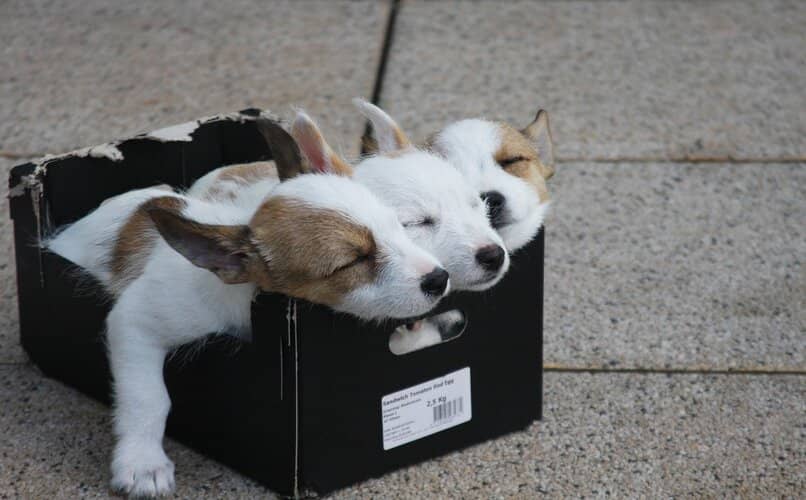 cachorros recien nacidos durmiendo