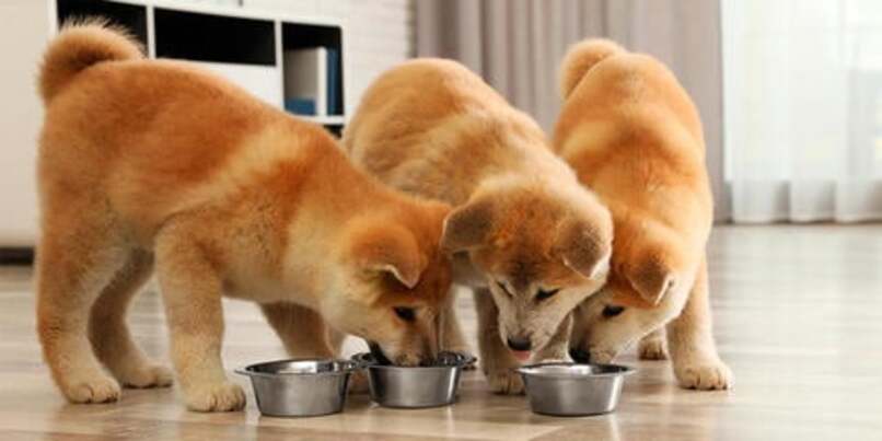 cachorros comiendo pienso 