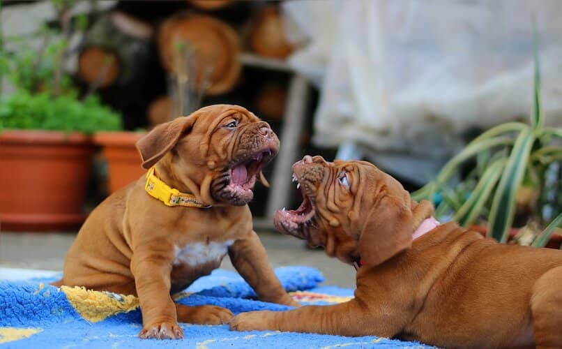 cachorros peleando dentro de casa