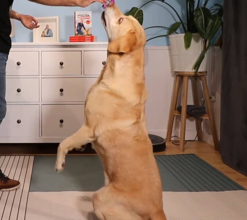 perro saltando en vez de sentarse
