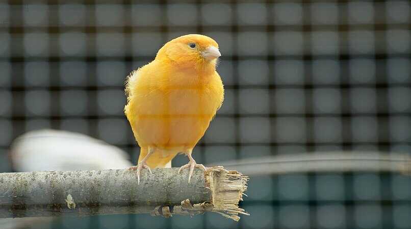 canario amarillo en jaula