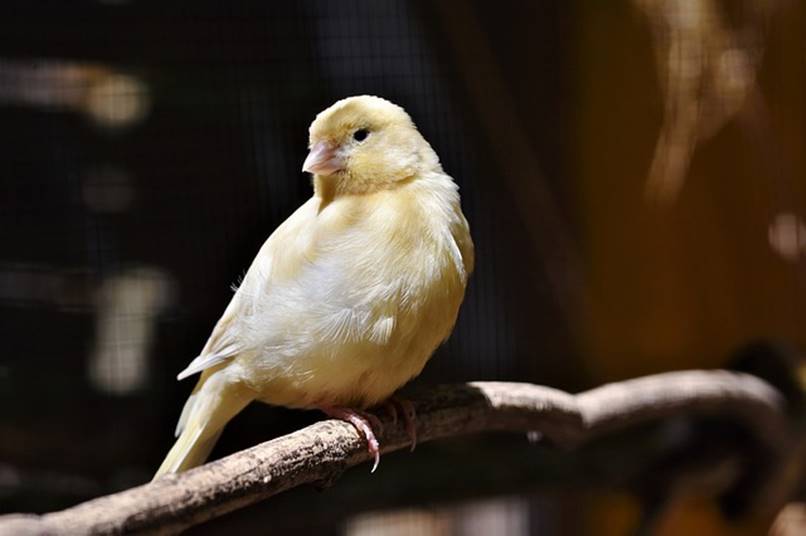 ave amarilla madera