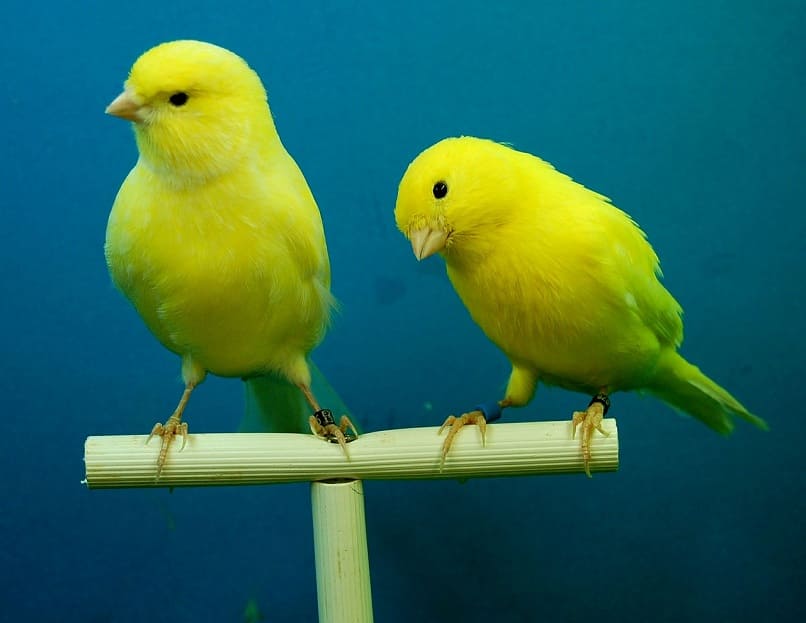 los canarios cuando entran en celo tienen una actitud diferente