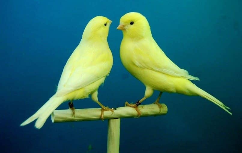 pareja de canarios