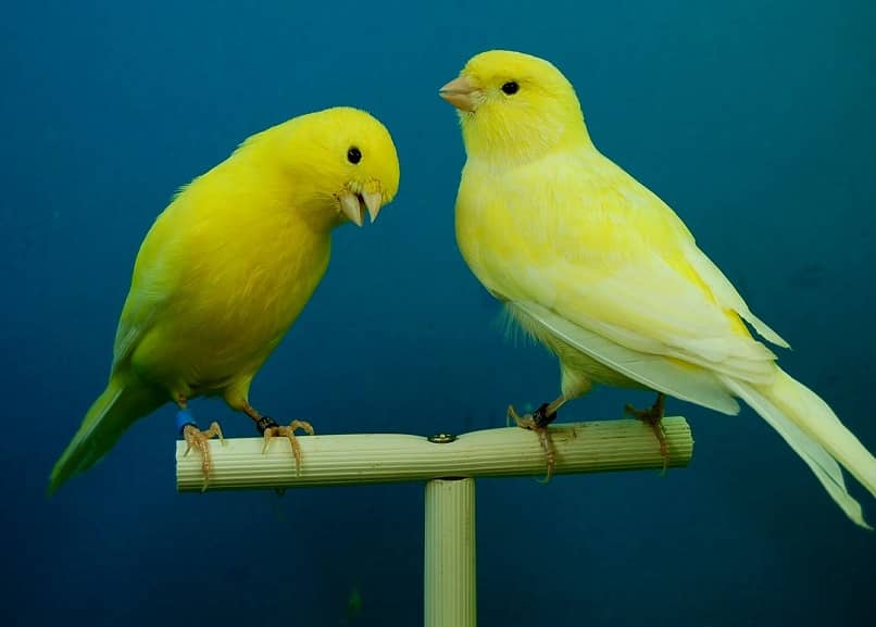 los canarios son muy sociables con su misma especie