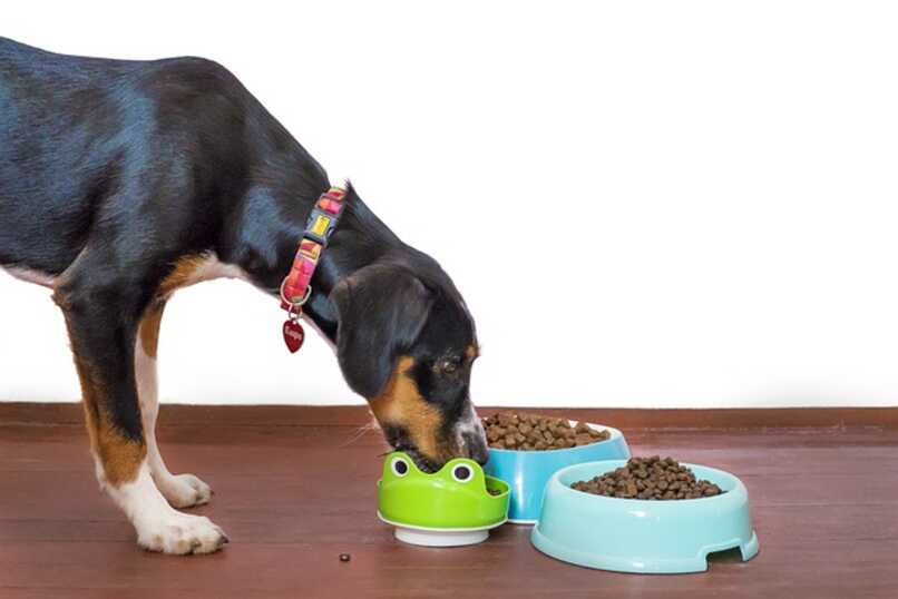 correcta alimentacion canina