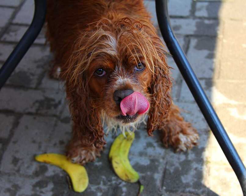 mascota lame sobre la banana