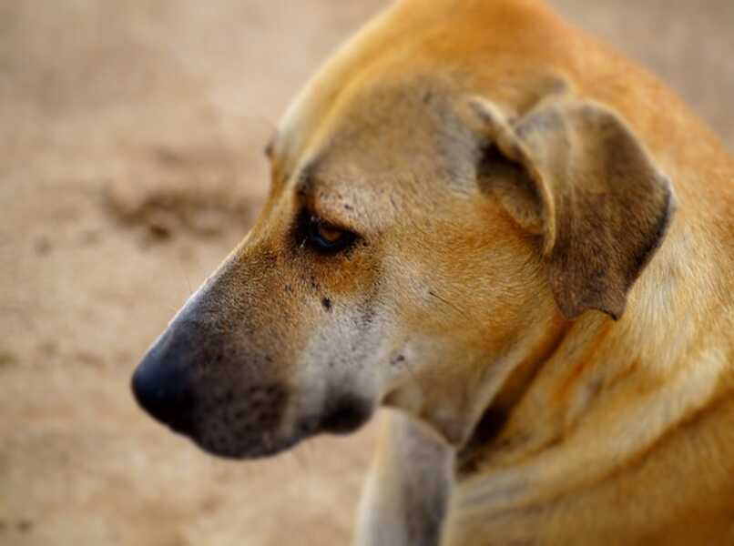 enfermedades en globo ocular en perros