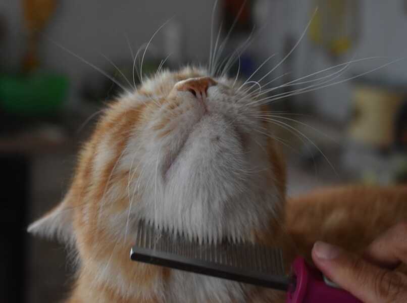 debes cepillar al gato todos los dias