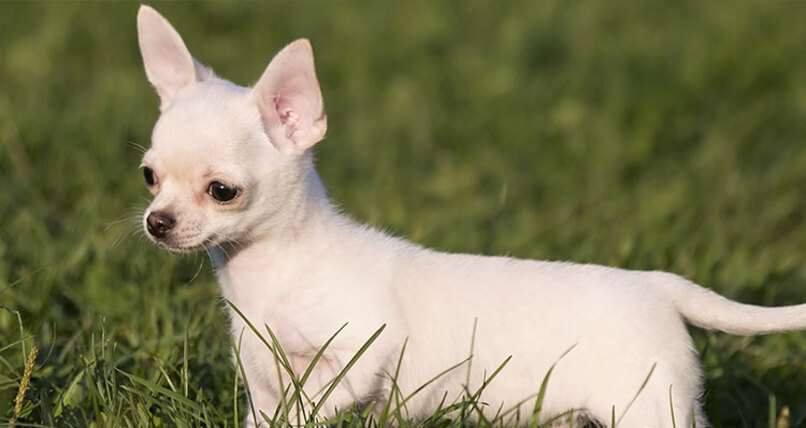 chihuahua albino