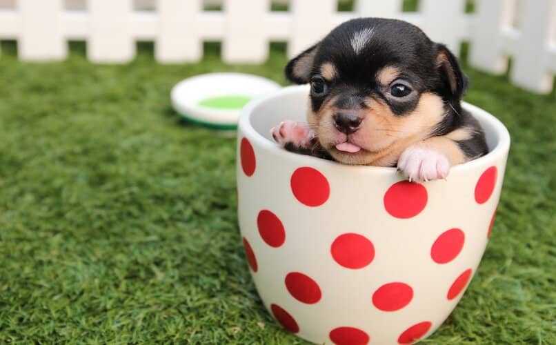 perro pequeno dentro de taza grande