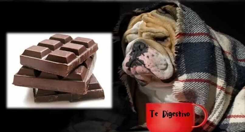 chocolate danino para el consumo en perros