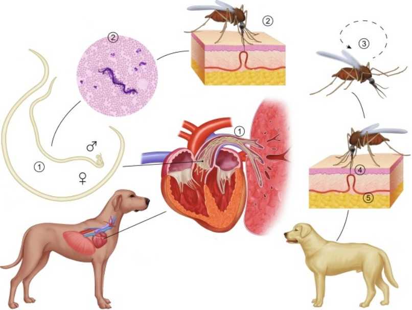 ciclo de transmision de la filariosis canina
