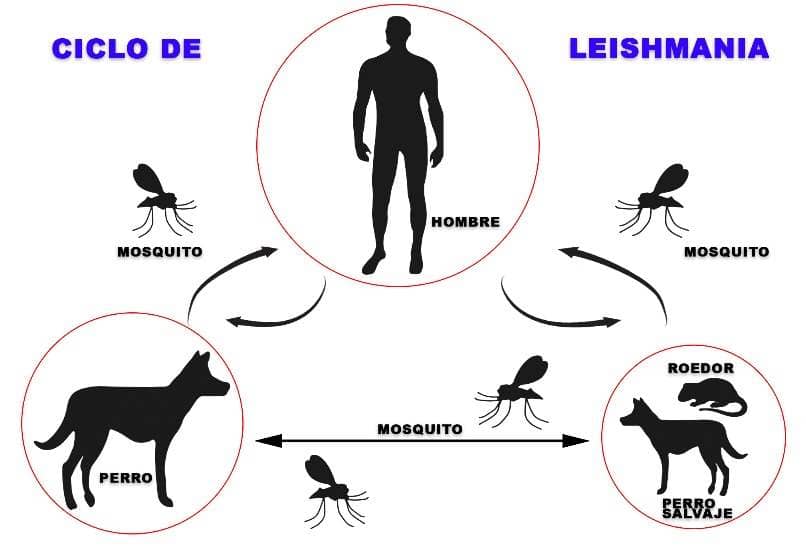 ciclo de contagio de la leishmaniosis