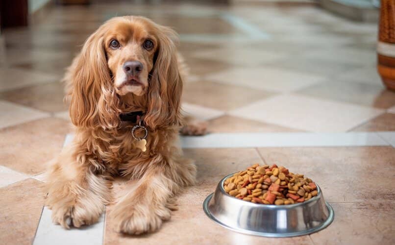 perro junto a su plato de comida