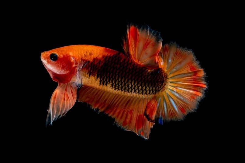 pez betta colorido