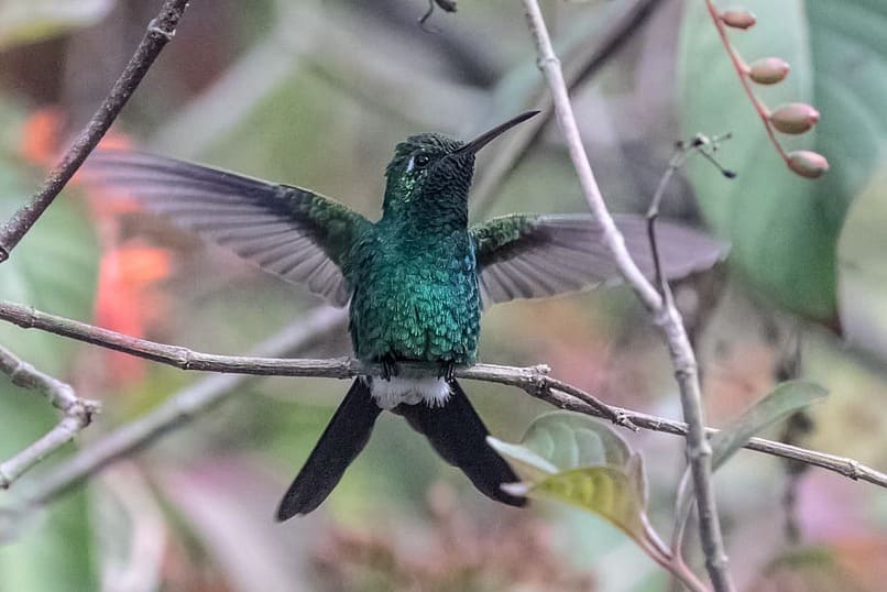 el colibri zunzucito es el mas pequeno del mundo