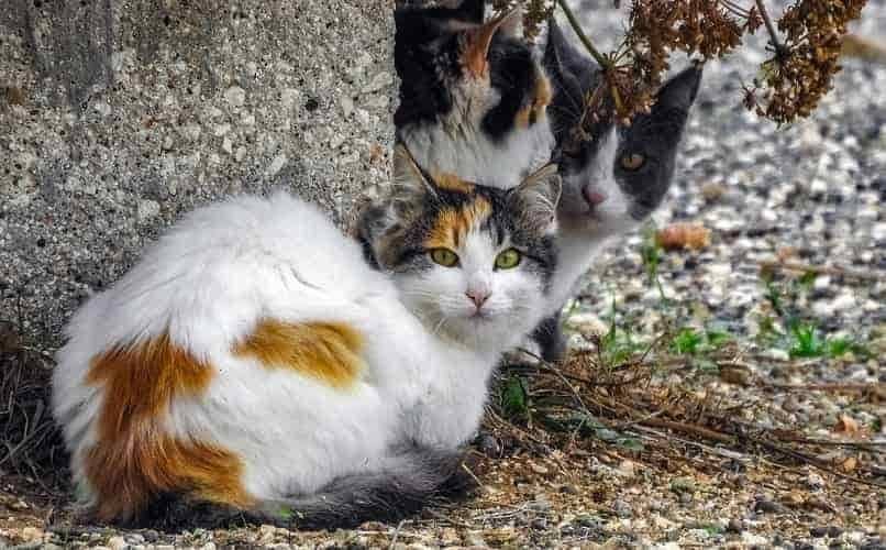 camunidad de gatos viviendo en calle