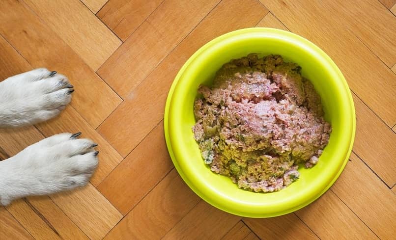 beneficios de la comida de perro humeda