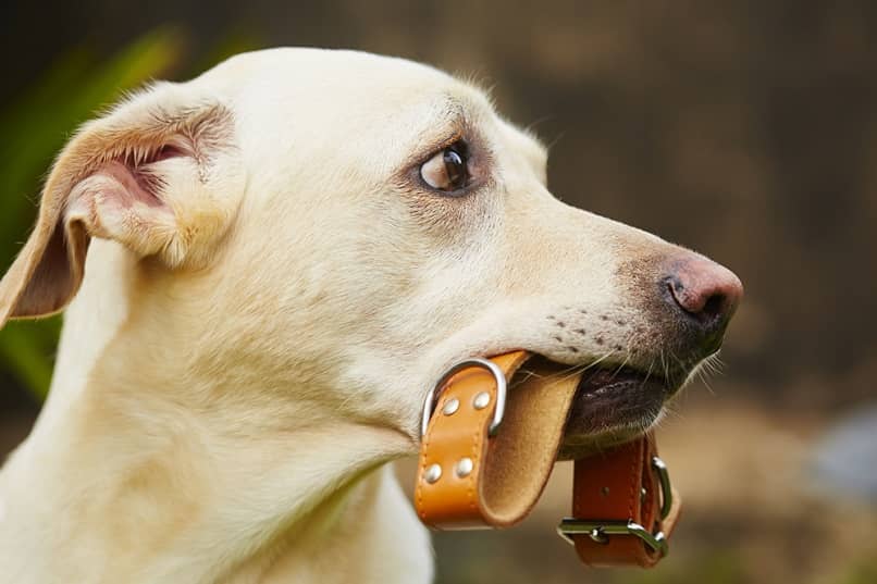 beneficios de usar un collar para tu perro
