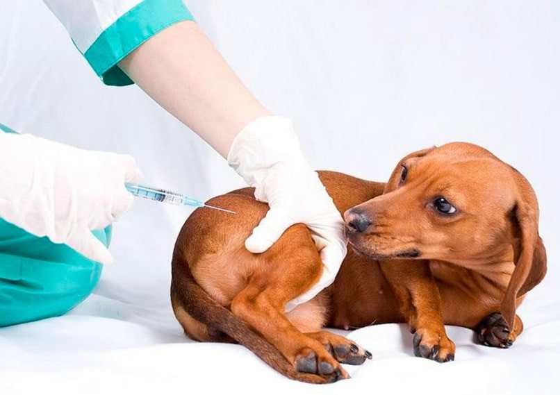 perro salchicha siendo vacunado