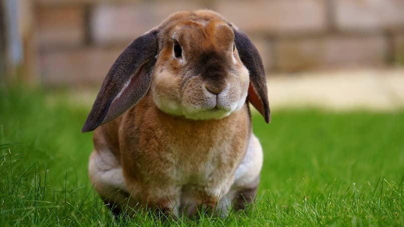 los conejos orinan por estres, ansiedad o desconfianza
