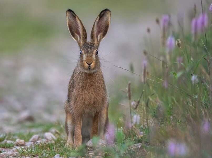 conejo con orejas muy grandes