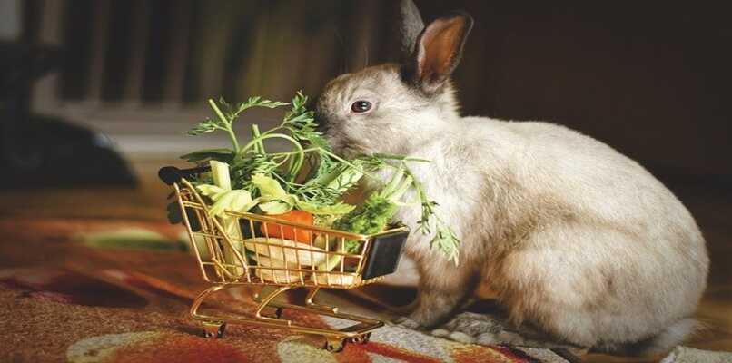 conejo joven alimentacion saludable