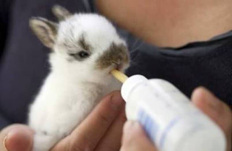 alimentar conejo bebe
