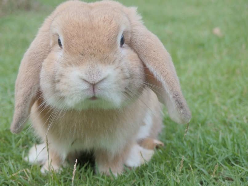 conejo beige en la pradera