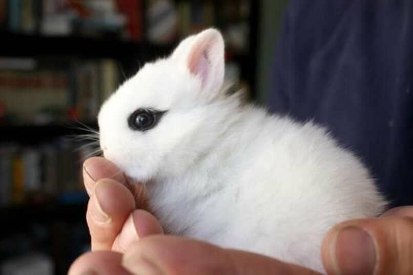 conejo blanco hotot