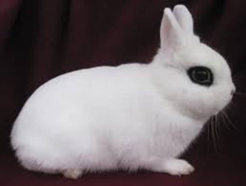 enfermedades conejo blanco hotot