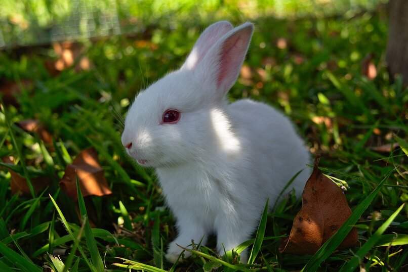 conejo blanco pasto