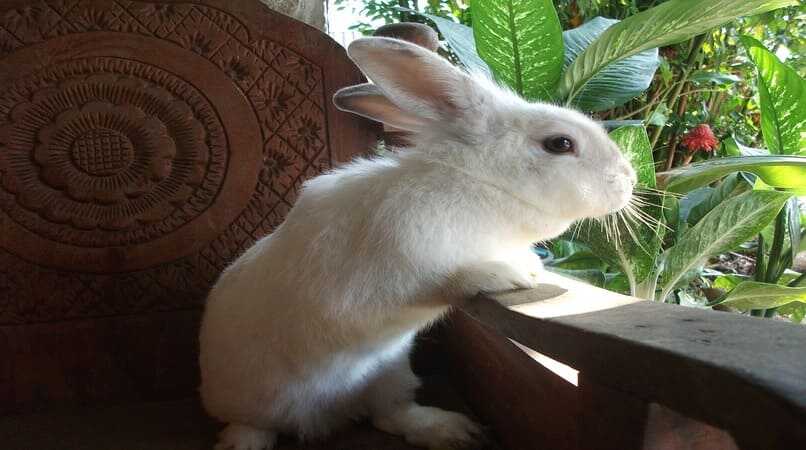 conejo blanco sentado