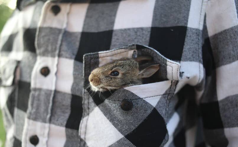 persona trasportando conejo pequeno