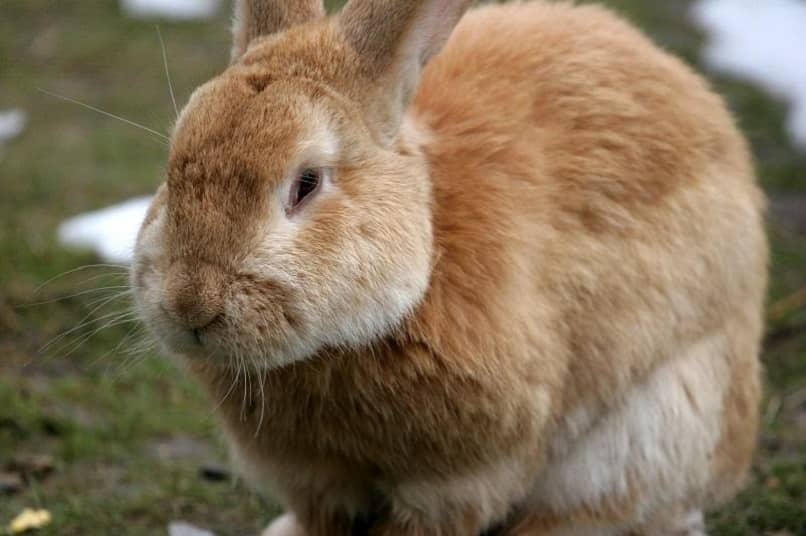 causa de estornudos en los conejos
