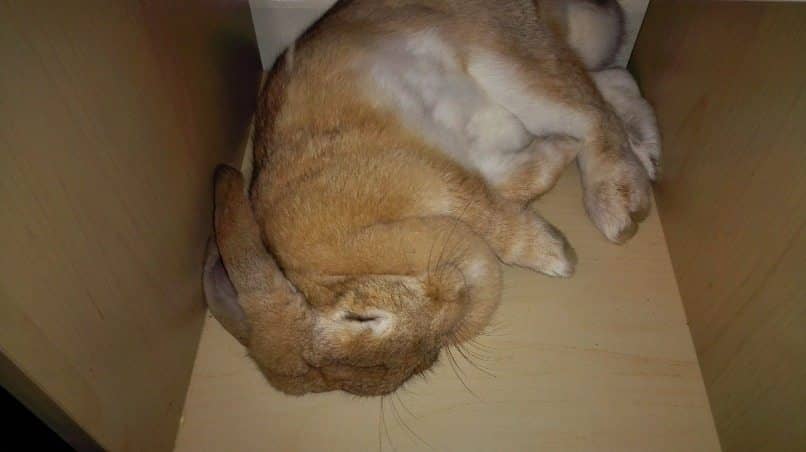 conejo durmiendo en caja no con persona