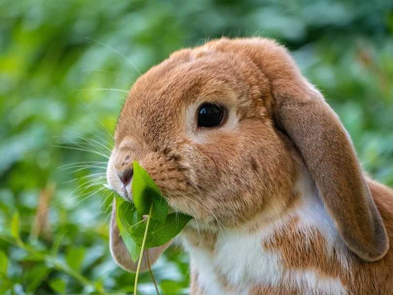 conejo de orejas caidas comiendo hojas