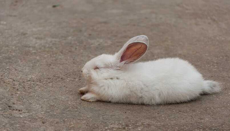 conejo blanco durmiendo