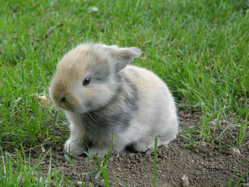 conejo en la grama